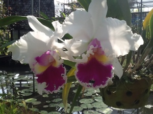 Orchid garden on the motor bike ride