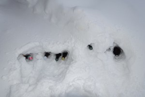 Swedish style beer chiller