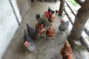 Chickens at the dairy!!!!