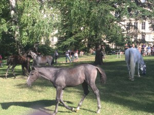 Lipizzaner horses in Vienna 