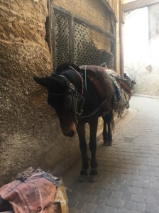 Thankfully Katy was not interested in a mule, they are used to carry goods through the medina